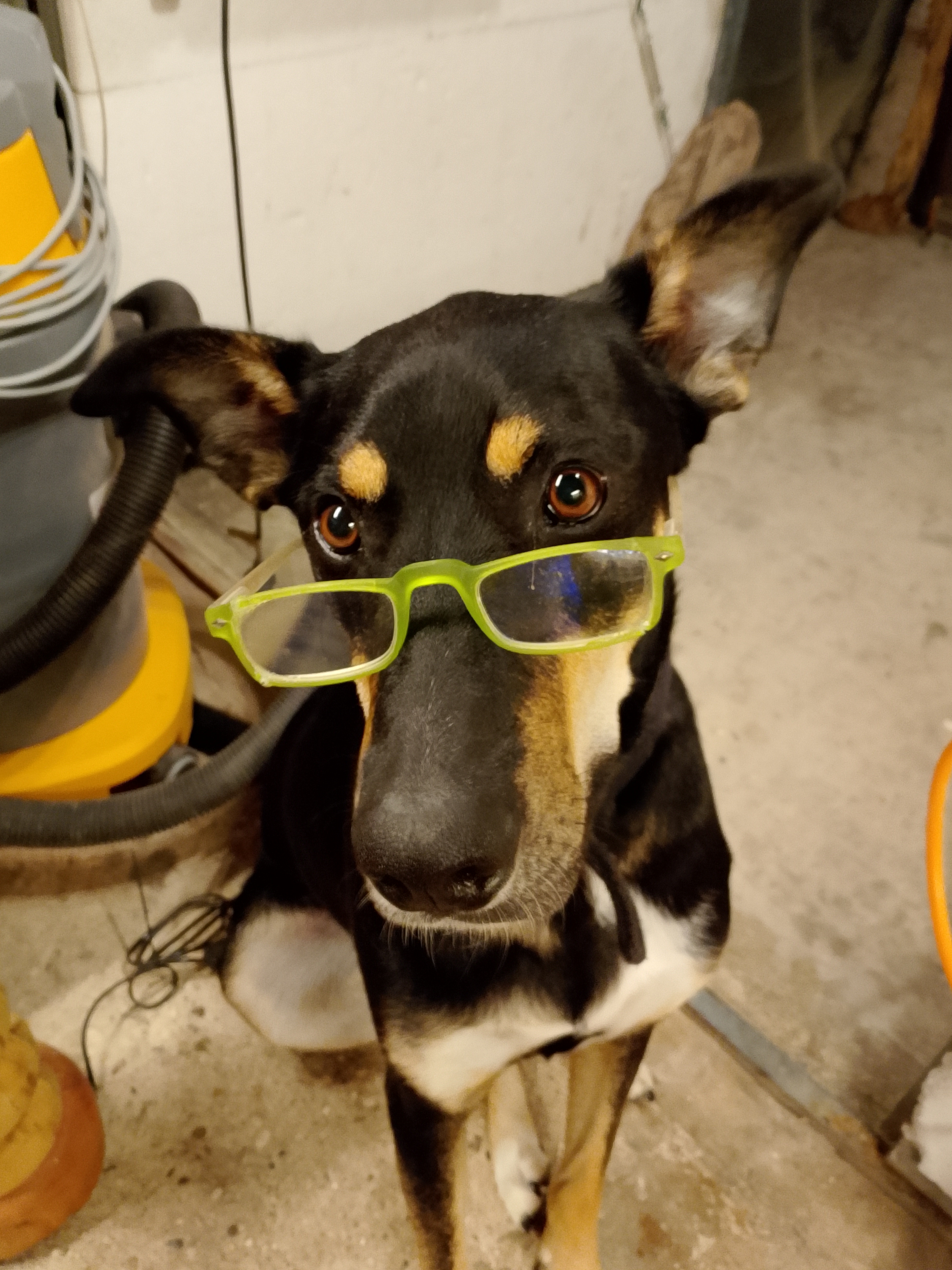 mein Hund Schlotti